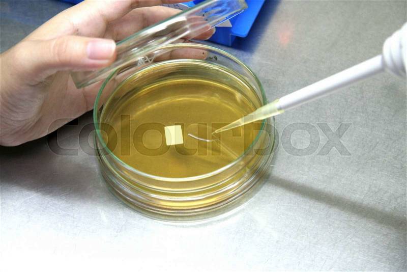Pipette with drop of sample liquid and petri dishes, stock photo