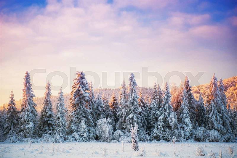 Winter landscape trees in iniyi , stock photo