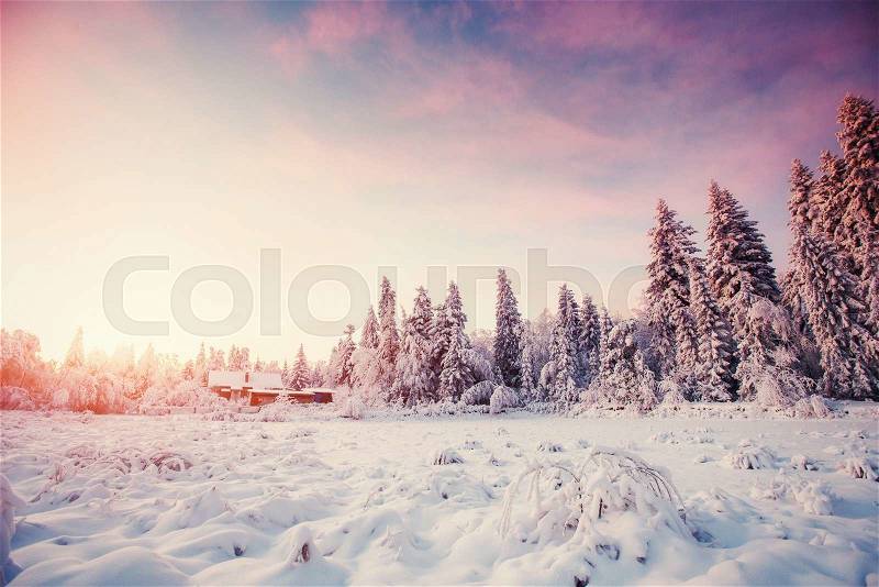 Magical winter snow covered tree , stock photo