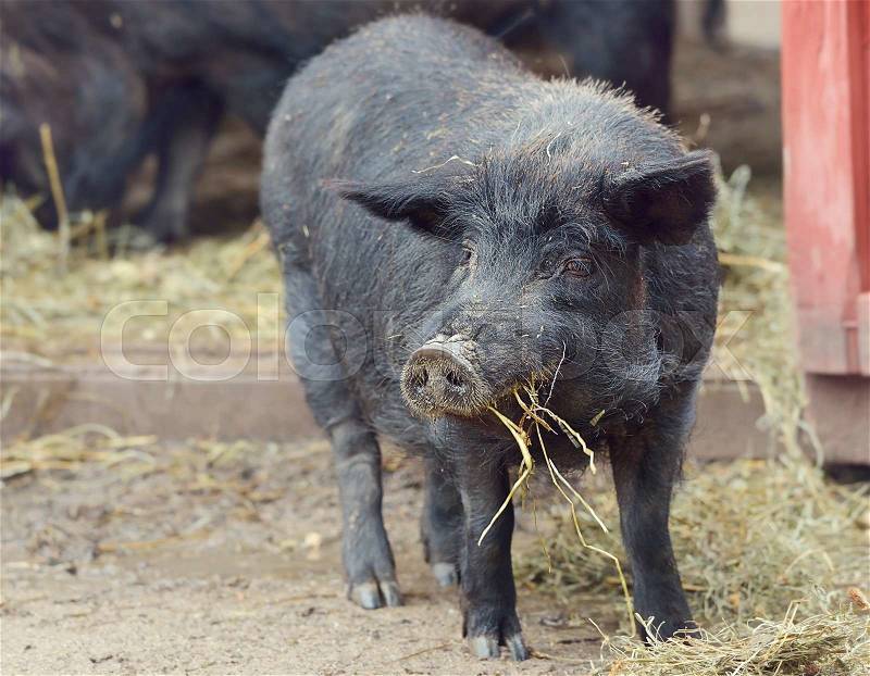 Black Pig Eating Near Barn, stock photo