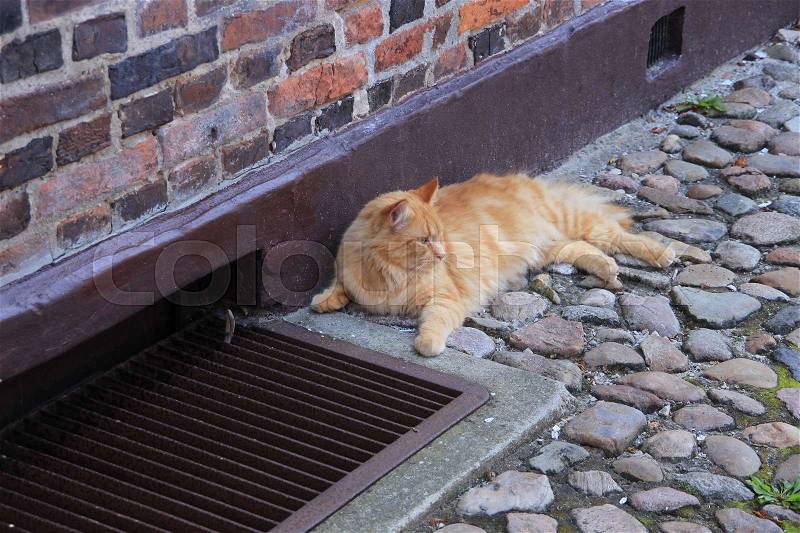 The pet, red cat, is lazy and sits along the wall of the home in the residential area in the summer, stock photo