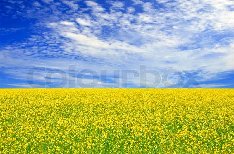 Beautiful field of yellow flowers and perfect blue sky, stock photo