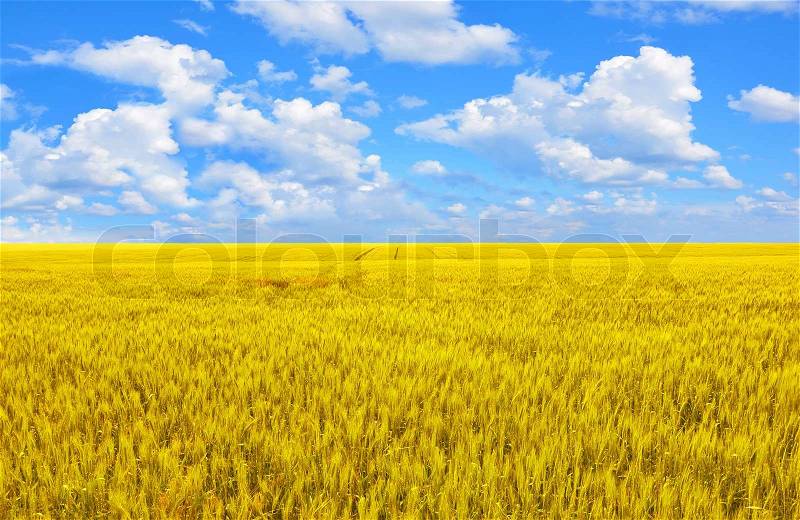 Field of gold wheat and perfect blue cloud sky, stock photo