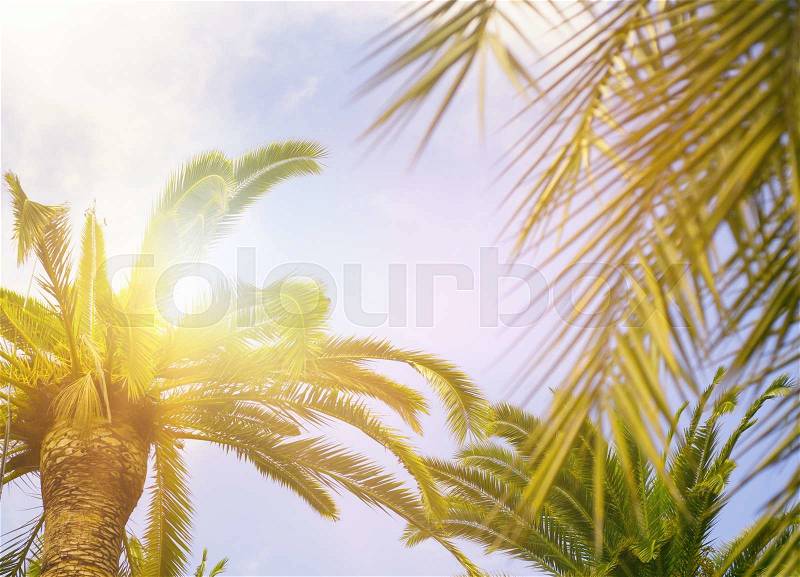 Green palm leaves on blue sky background, fresh exotic tree foliage with sun rays, summer vacation design, stock photo