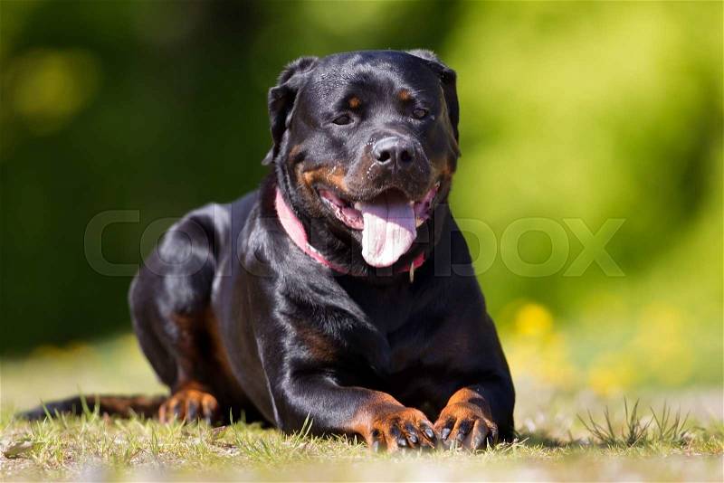 Purebred Rottweiler dog outdoors in the nature on grass meadow on a summer day, stock photo
