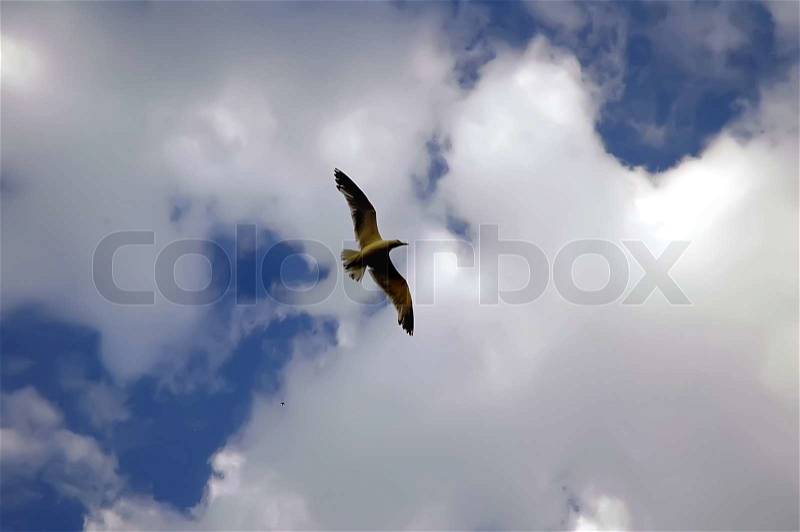Bird in blue sky, stock photo