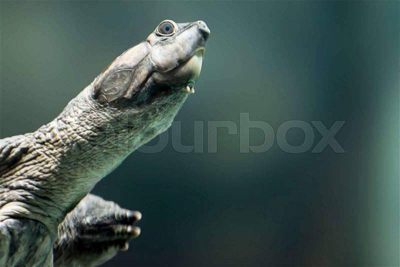 A close up photo of the head of a Giant River Turtle swimming in the water, stock photo