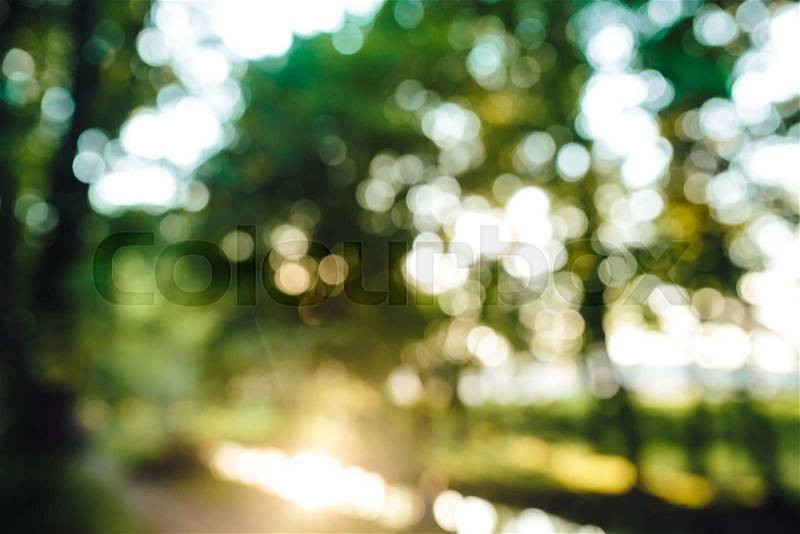 Forest in the morning, bokeh background(out focus), stock photo