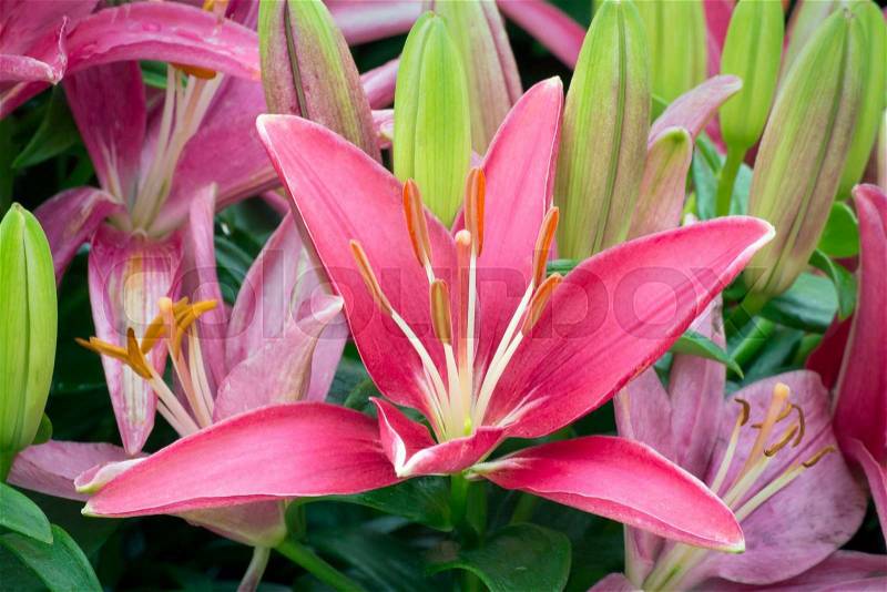 An Asiatic lily variety called tiny pearl displays beautiful soft colors in the spring garden, stock photo