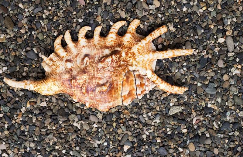 Image of shell on the seashore, stock photo