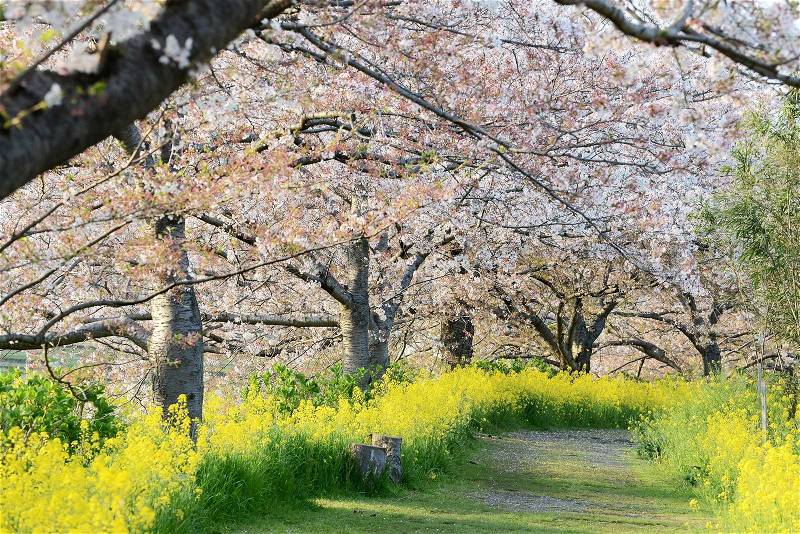 Cherry blossom (Sakura) and the pathway in garden of japan, stock photo