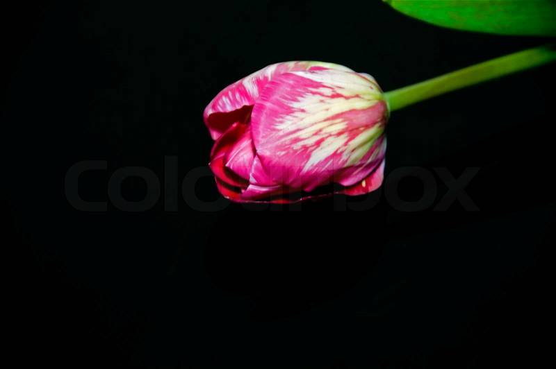 Pink tulip on black mirror with green, stock photo