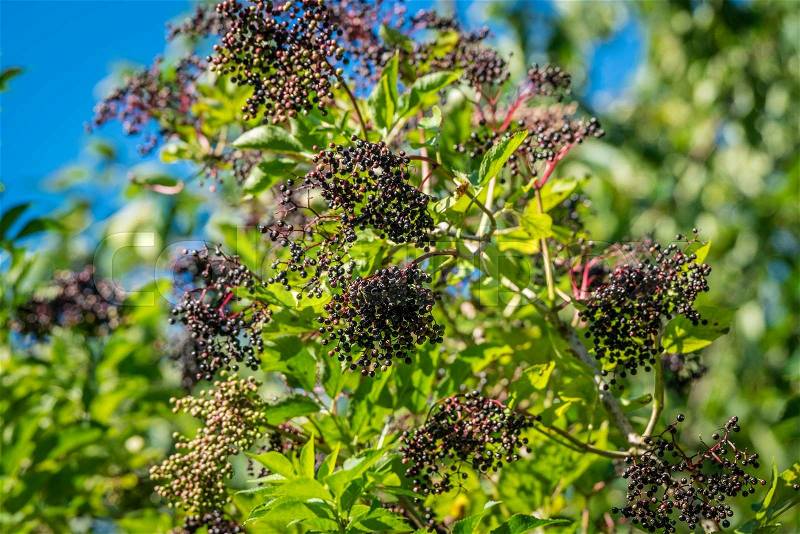 Elderberry tree with black berries in the summer, stock photo