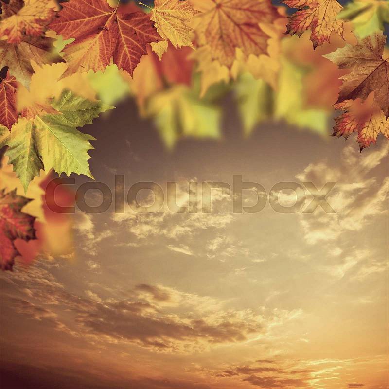 Neutral autumnal backgrounds with maple tree against beauty skies, stock photo