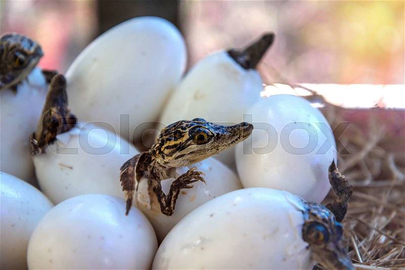 Stuff of Little baby crocodiles are hatching from eggs, stock photo