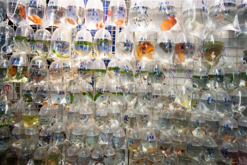 Aquarium fish displayed in plastic bags for sale in the Goldfish market in Mong Kok, Hong Kong, stock photo