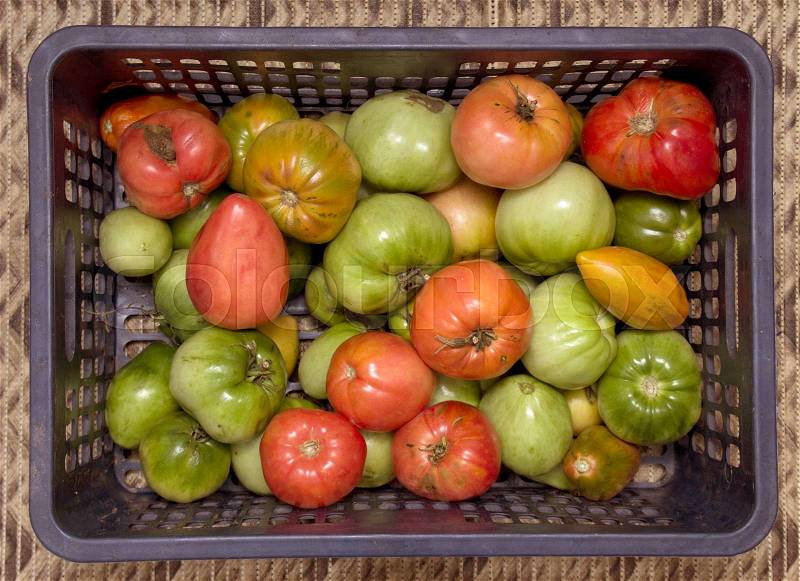 Red tomato, green tomato, red and green tomato, tomato background, stock photo