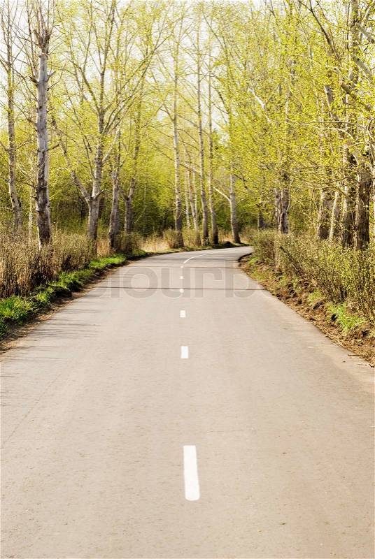 Image of spring forest road, stock photo
