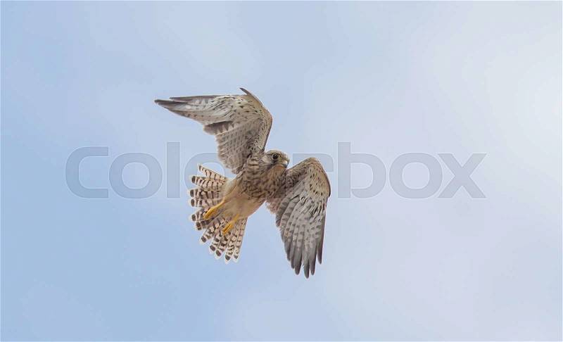 Falcon flying away, ready for the hunt, stock photo