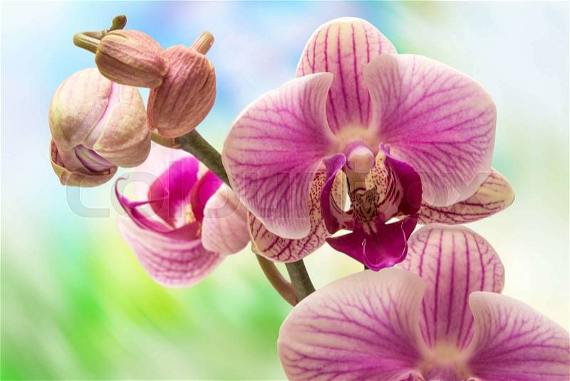 Close up of orchid flower, stock photo
