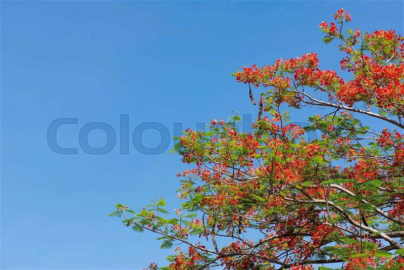 Royal Poinciana, The Flame Tree flower, stock photo