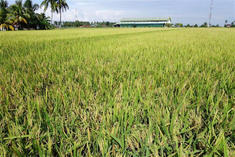Paddy field with ripe paddy under the blue sky, stock photo