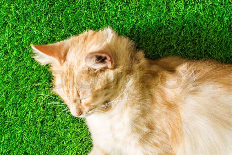 Puppy portrait close-up cute cat dozing on green grass texture background eco concept, stock photo