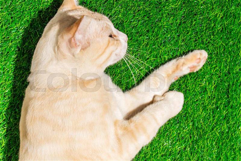 Puppy portrait close-up cute cat dozing on green grass texture background eco concept, stock photo