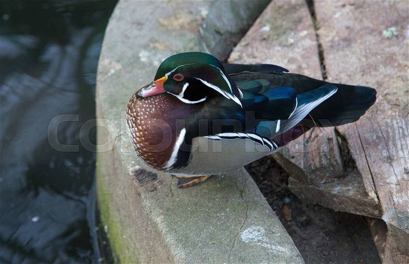 Wood duck with a white flare down the neck. Whole background, stock photo