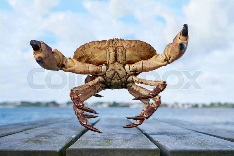 Alive Norwegian Brown crab, Cancer pagurus, edible crab, crab Tourteau in defending posture with raised claws jumping in camera, stock photo
