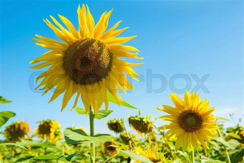 Field of yellow sunflowers with green leaves under blue sunny sky, stock photo