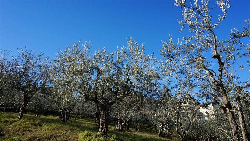 Olive oil tree in Italy with blue sky , stock photo