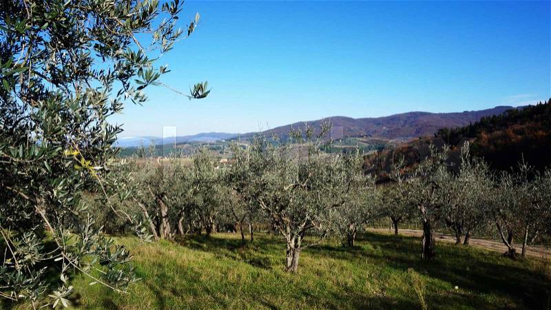 Olive oil tree in Italy with blue sky, stock photo