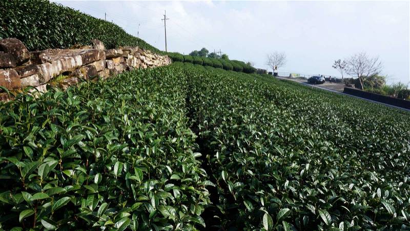 Beautiful fresh green tea plantation in Taiwan , stock photo
