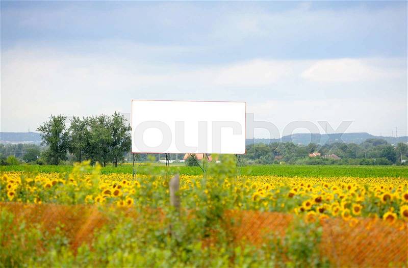 Blank advertising ad banner immersed in sunflower field, stock photo