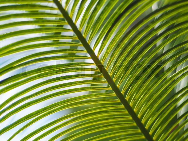 Pattern of green palm leaves with blue sky, stock photo