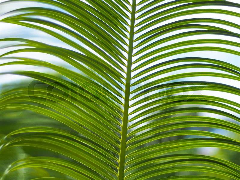 Pattern of green palm leaves with blue sky, stock photo