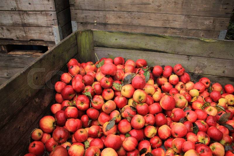 For sale, many red apples in the wooden box at the courtyard of the farmer in autumn, stock photo