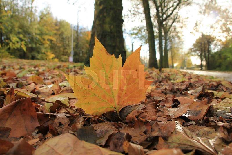 A magic standing leaf in the colours of fall and many fallen leaves in the urban area in the city in autumn, stock photo