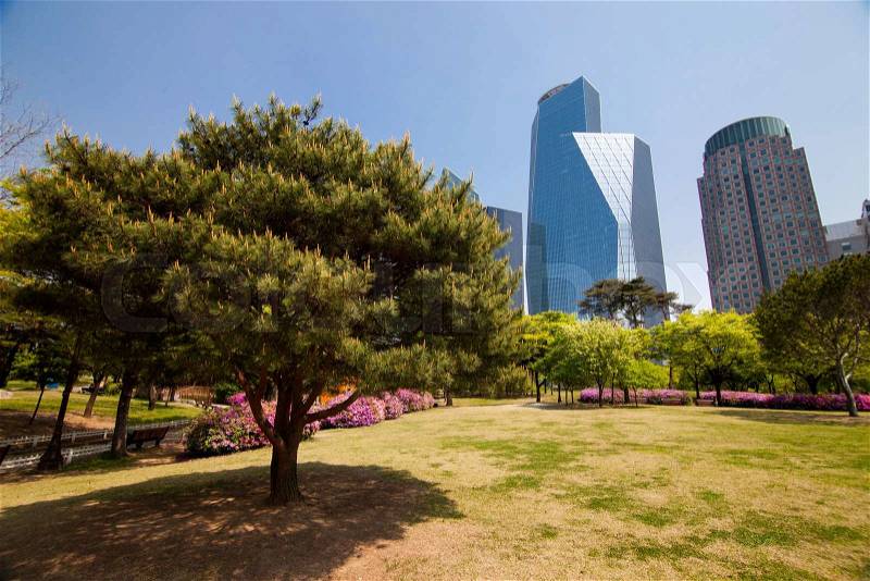 Pine tree in park near office buildings in Seoul, Korea, stock photo