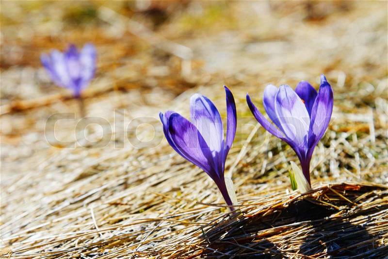 Springtime is the moment for this beautiful flower, stock photo