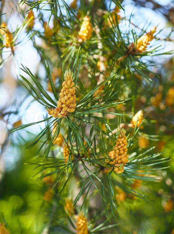Evergreen pollination on fir tree at closeup in forest, stock photo