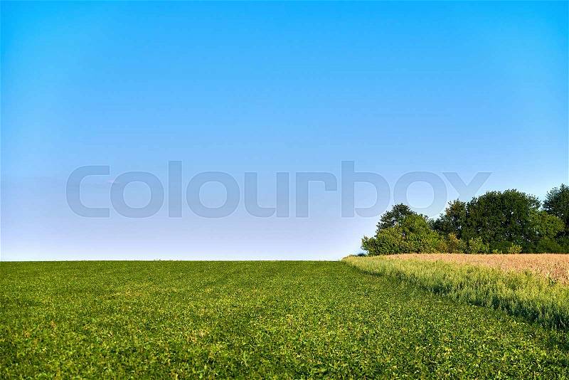 Green and yellow farm field over blue sky. Fall. Autumn. Harvesting, stock photo