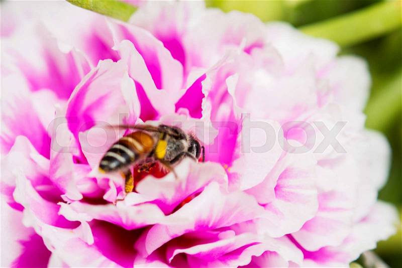 Bee on fresh flower beautiful colorful portulaca oleracea in morning, thailand, stock photo