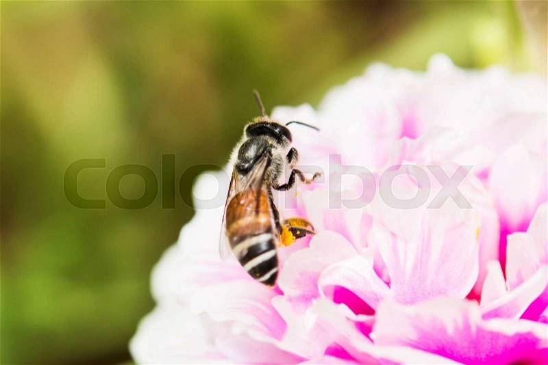 Bee on fresh flower beautiful colorful portulaca oleracea in morning, thailand, stock photo