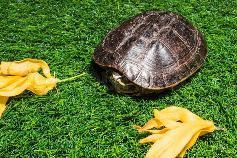Turtle on green grass texture background eco concept, asia, thailand, stock photo