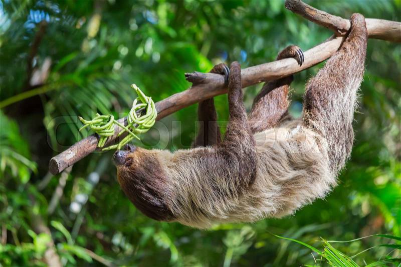 Sloth were hung on the branches to find plants to eat, stock photo