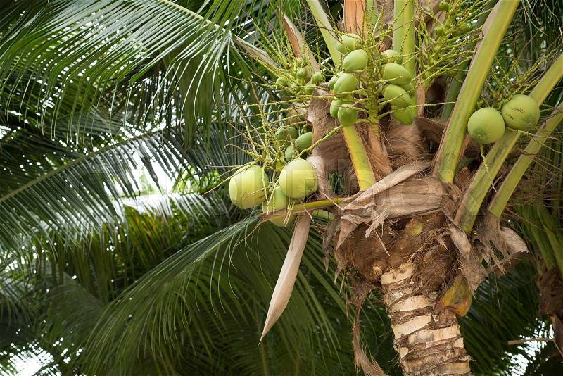 Young green coconut fruit on coconut tree, stock photo