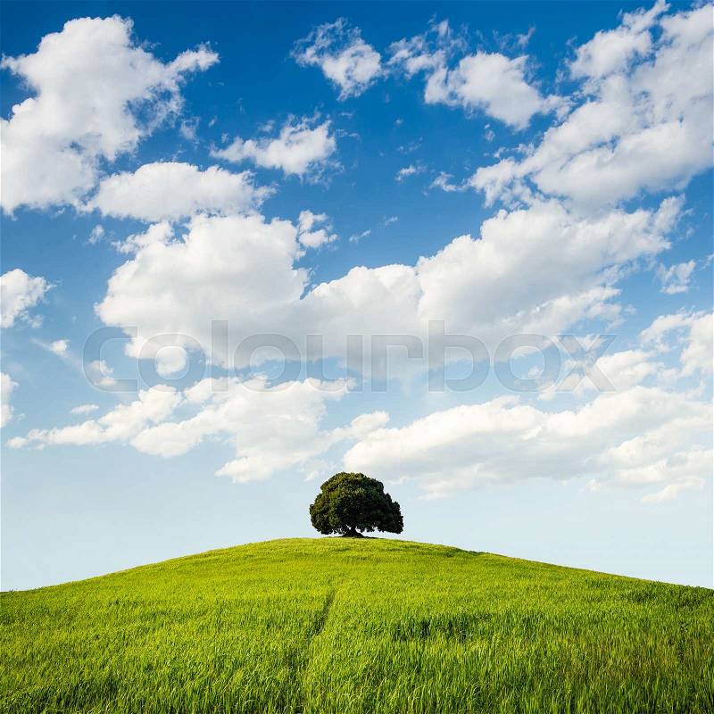 Solitary oak tree on a top of the green hill - with blue sky and white clouds, stock photo