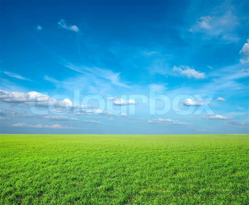 Field of green fresh grass under blue sky, stock photo